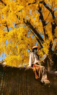 12.4實拍溫州銀杏王黃透了曬秋同框拍照