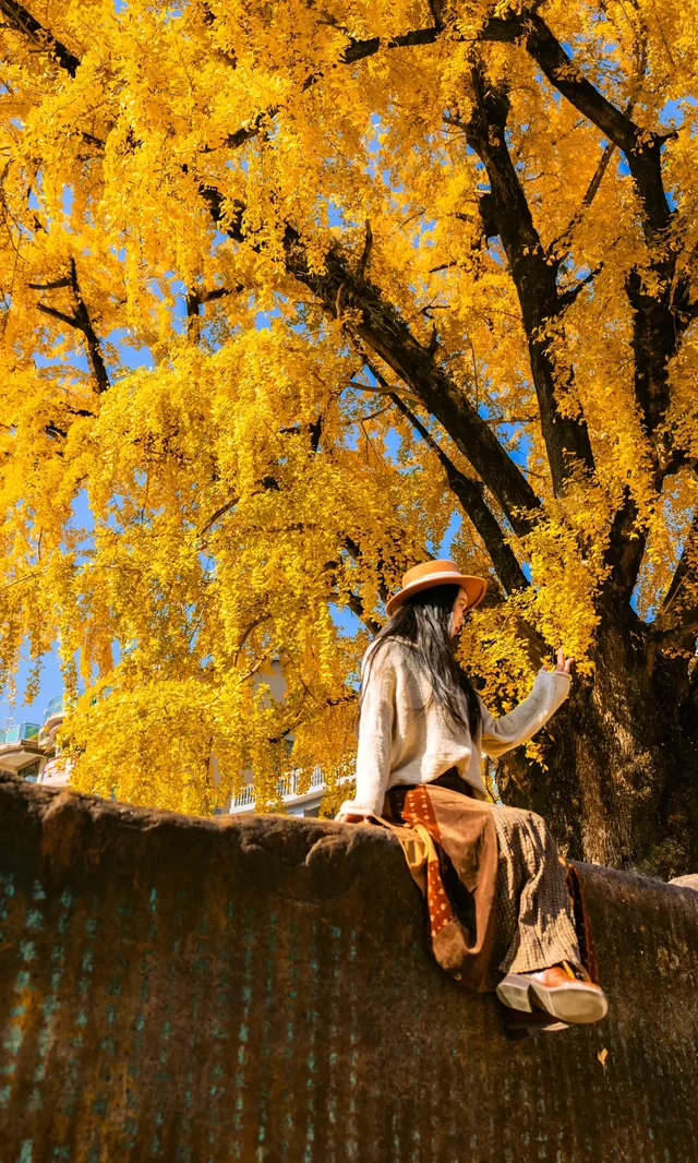 12.4實拍溫州銀杏王黃透了曬秋同框拍照 12.4實拍溫州銀杏王黃透了曬秋同框拍照