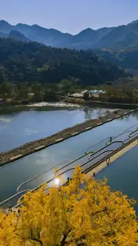 12.4實拍溫州銀杏王黃透了曬秋同框拍照