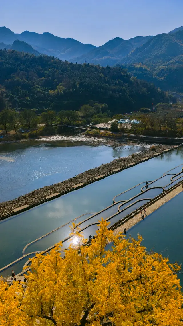 12.4實拍溫州銀杏王黃透了曬秋同框拍照 12.4實拍溫州銀杏王黃透了曬秋同框拍照