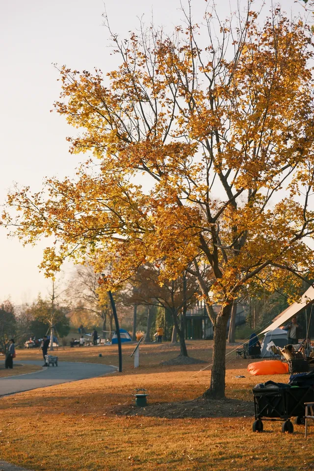上海辰山植物園|去過超十次,還是想去! 上海辰山植物園|去過超十次,還是想去!