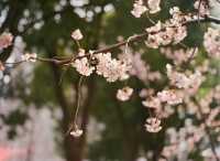 靜安雕塑公園必玩攻略治癒系路線