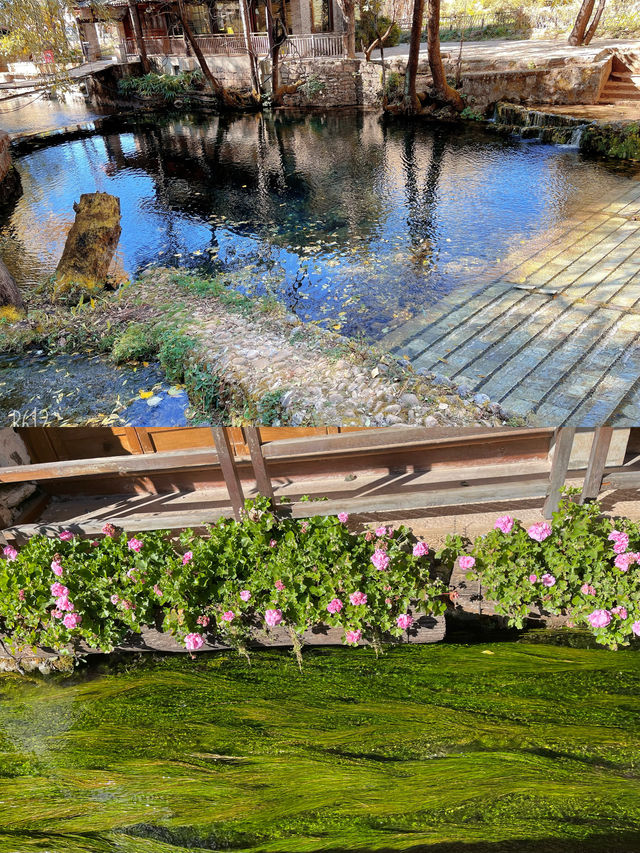 滇池&麗江|12月邂逅紅嘴鷗天堂&雪山古鎮 滇池&麗江|12月邂逅紅嘴鷗天堂&雪山古鎮