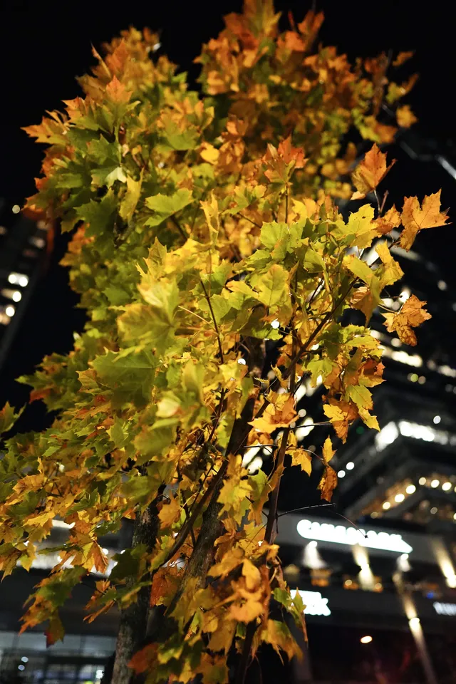 秋色/西雅圖 秋色/西雅圖