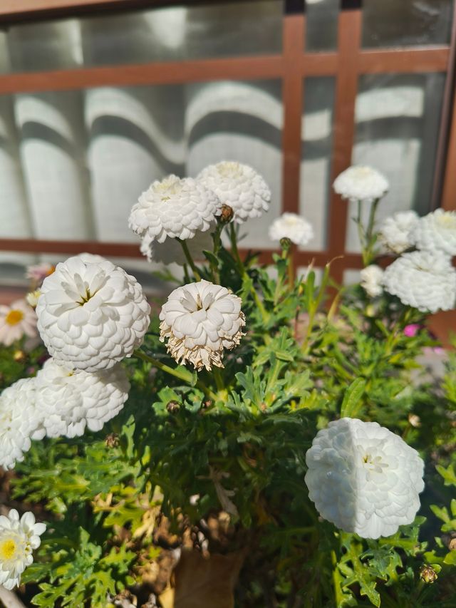 泊心雲舍|在麗江晨光裡,找回被歲月溫柔以待的時光 泊心雲舍|在麗江晨光裡,找回被歲月溫柔以待的時光