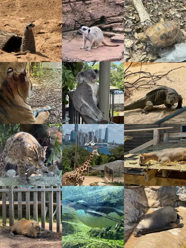 For this koala photo, I specifically went to Taronga Zoo