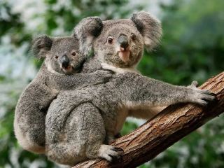 ผจญภัยสัตว์ออสเตรเลีย: ทริปในฝันกอดโคอาลา