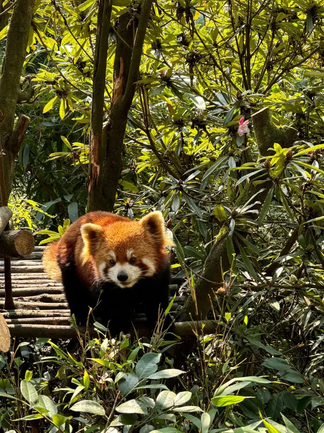 Chengdu Panda Base + Sanxingdui Private Car Tour｜Lazy One-Day Tour