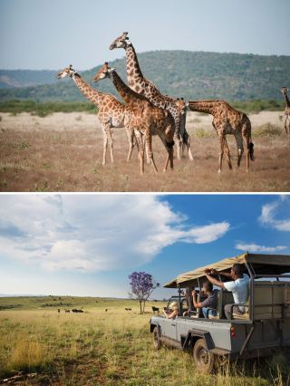 ทริปสุดลับของ Lei Jiayin ไปแอฟริกาใต้! วีซ่าออกภายใน 72 ชั่วโมง ฉลองฤดูร้อนในดินแดนแห่งสายรุ้ง!