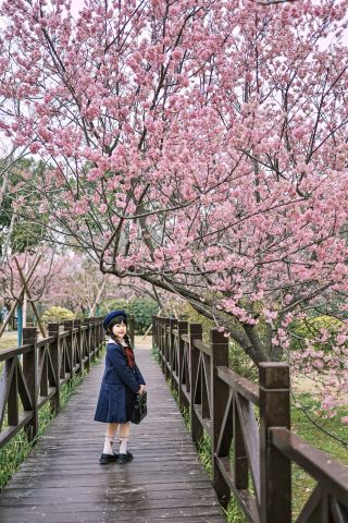 3.6 顾村公園の早咲き桜 上海の桜シーズンがまた始まりました！