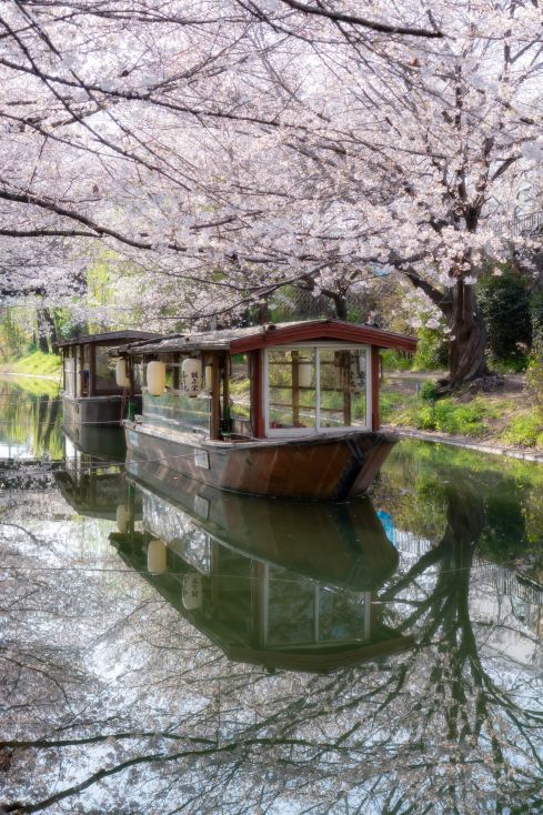 2026年京都の桜完全攻略！8つの絶景チェックインスポット | Trip.com 京都