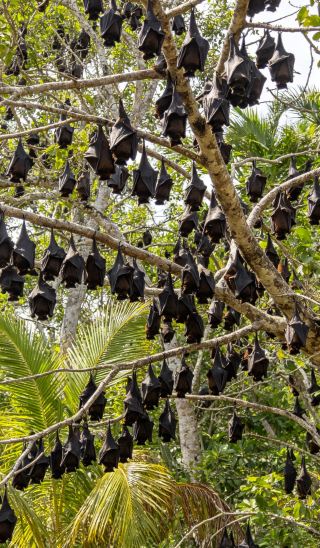 Gathering Place of the Night Elves! Exploring Tonga's Magical Bat Village