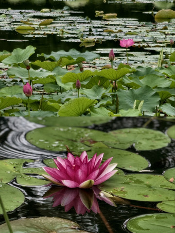 寧波日湖｜蓮風のささやき、江南の夏色を織り成す | Trip.com 寧波
