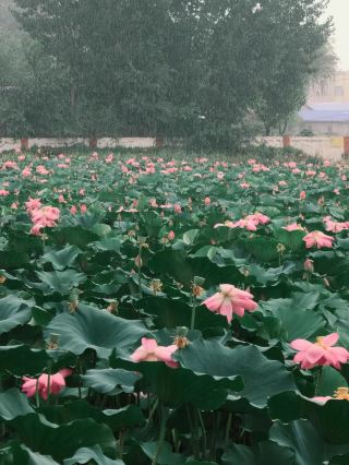菏泽曹県万畝の蓮池｜江南の秘境のような夏の蓮鑑賞スポット