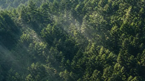 Natural Oxygen Chamber with 96% Forest Coverage! Longdong’s Hidden Gem, a Seriously Underrated Summer Retreat — traveler post in Huating