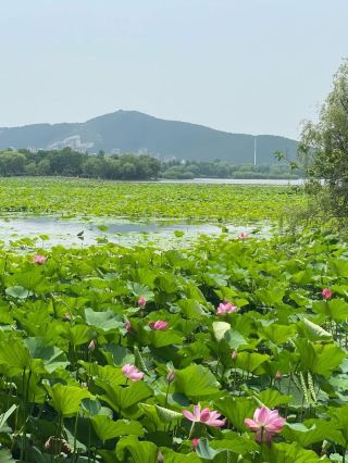 4일 쉬저우-자오좡 여행, 초보자도 쉽게 따라 할 수 있는 가이드, 빨리 저장하세요!