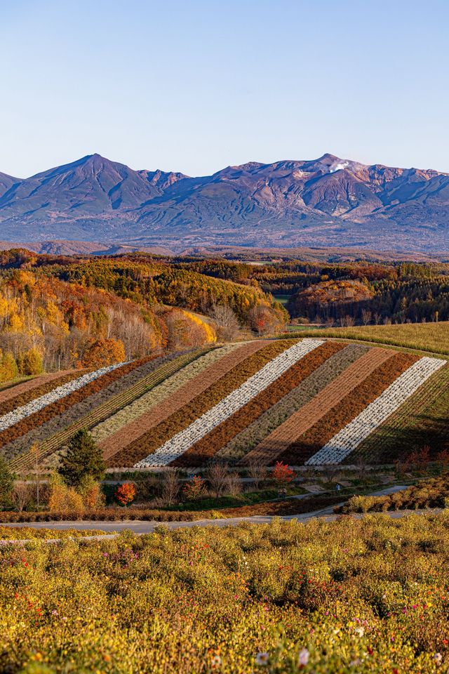 墜入北海道的秋日油畫｜紅葉、花田