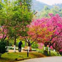 เที่ยวเมืองไทยเหมือนไปต่างประเทศ อ่างขาง