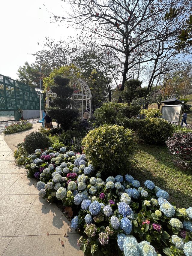 處處繡球花圃 @ 元朗公園