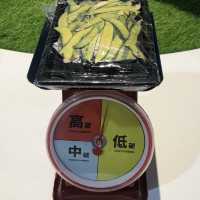 飛越到2222年未來選擇地｜華山永續概念展🌲