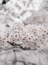 A less crowded cherry blossoms viewing park