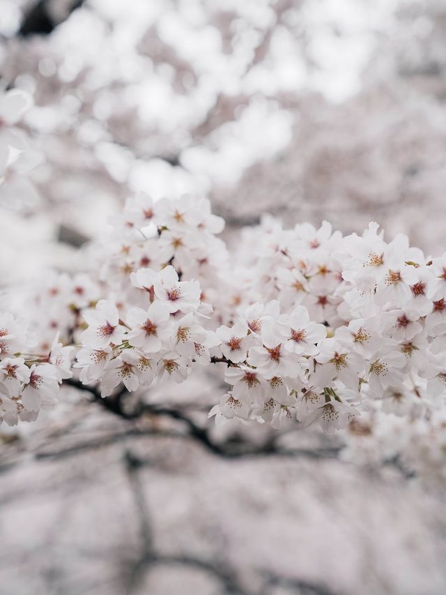 A less crowded cherry blossoms viewing park