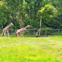 Cebu Safari and Adventure Park🏞️