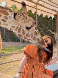 和可愛的長頸鹿來一次親密接觸🦒泰國野生動物園旅遊