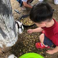 Kids Friendly Farm Chiyoda in Biei