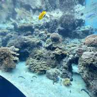 亞洲最大型水族館-沖繩美麗海水族館