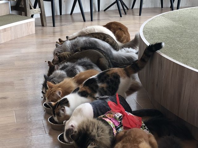 猫カフェMOCHA @原宿🐈
