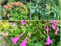 深圳市仙湖植物園