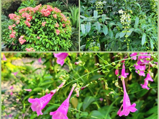 深圳市仙湖植物園