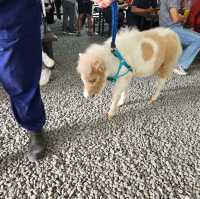 宜蘭超乾淨親子農場，加送落羽松秘境