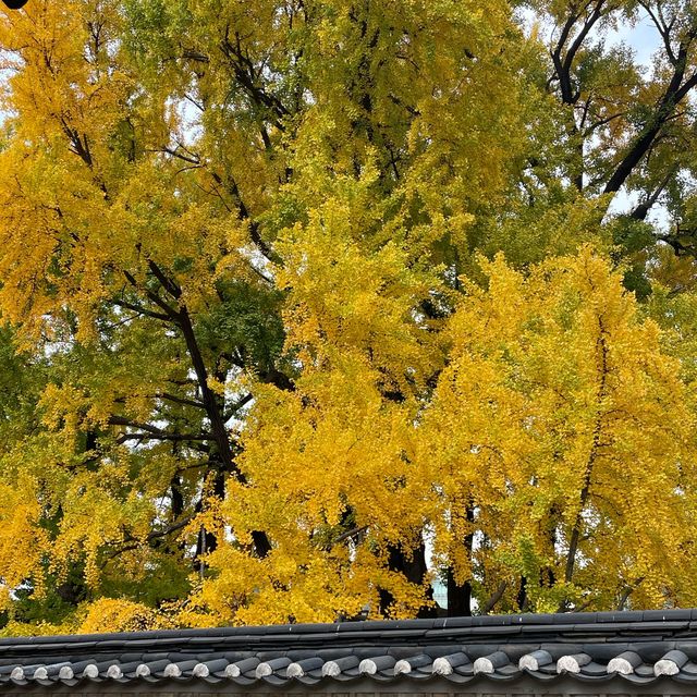 Ginko Tree at Sungkyunkwan Seoul