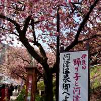 河津櫻，東京最早櫻花祭   酒店/景點/美食個人分享