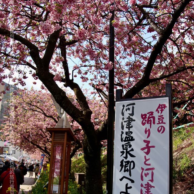 河津櫻，東京最早櫻花祭   酒店/景點/美食個人分享