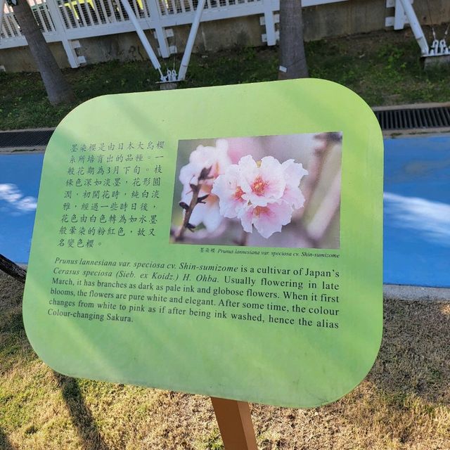 「回歸紀念塔」前的繡球花海🌺🪻🌸🪷