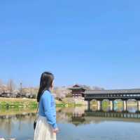 🌸 경주 월정교는 벚꽃이 한창🌸