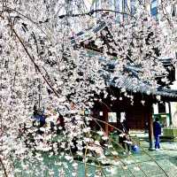 【京都】京の春を告げる早咲き桜🌸