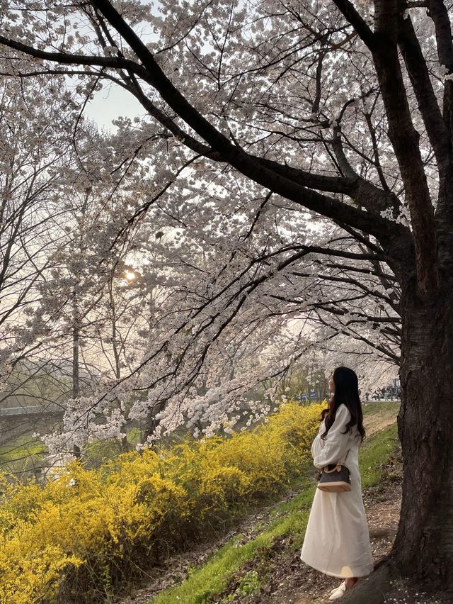 벚꽃 맛집 올림픽공원🌸