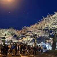 4年ぶりのひたちさくらまつり🌸