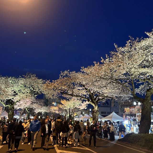 4年ぶりのひたちさくらまつり🌸