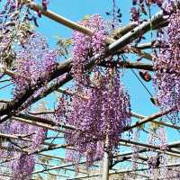 知多半島で藤の花を愛でたら地元のB級グルメを食べよう