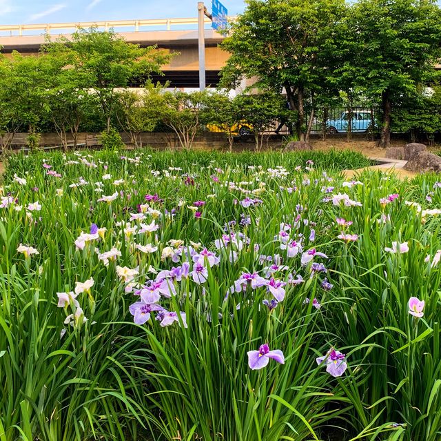 สวนดอกไอริส ชิริว