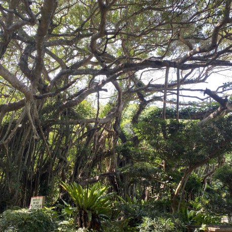 奄美一の巨大「前肥田のガジュマルの木」で幸運祈願！まるでジャングル