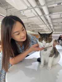 😹荔枝角貓貓Cafe 萌爆貓貓陪你食大餐