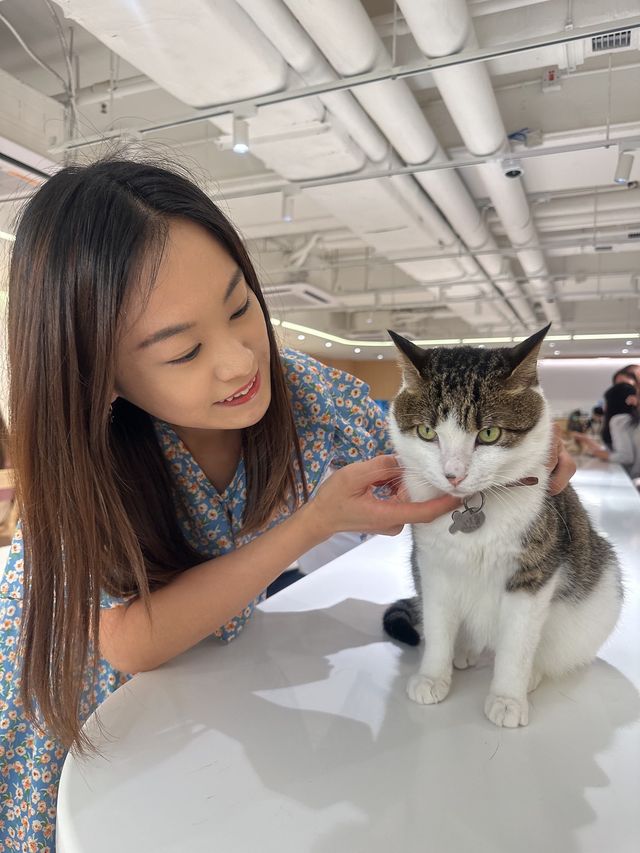 😹荔枝角貓貓Cafe 萌爆貓貓陪你食大餐