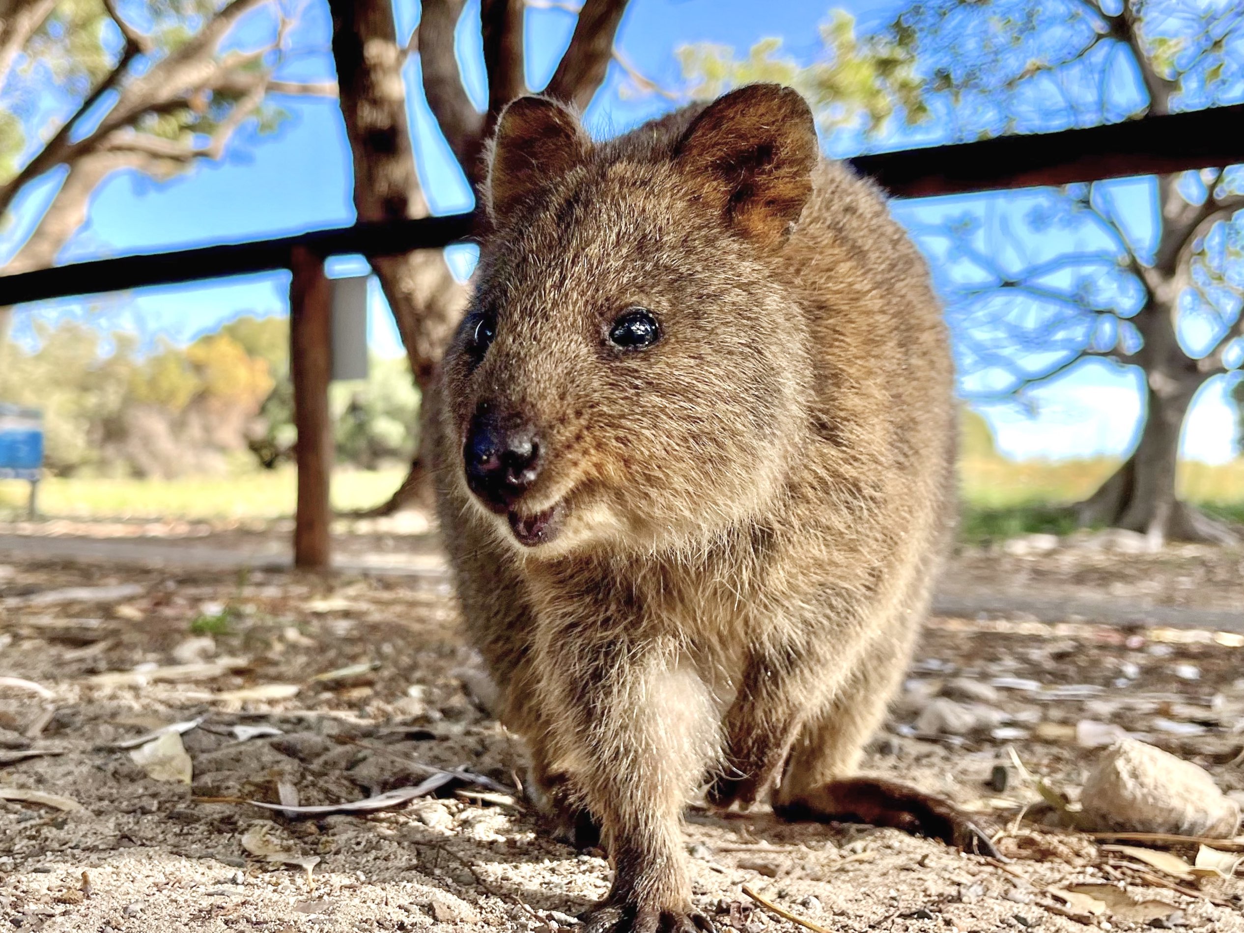 へっぽこ、ロットネスカノコ Vlog] Trip to Rottnest Island to Meet Quokkas | How to Get