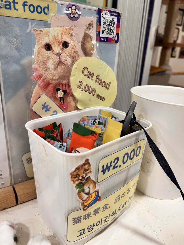 〖 韓国・明洞〗明洞の猫カフェが復活‼︎🐈　時間無制限でゆっくり過ごせます🙌🏻